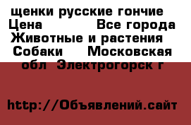 щенки русские гончие › Цена ­ 4 000 - Все города Животные и растения » Собаки   . Московская обл.,Электрогорск г.